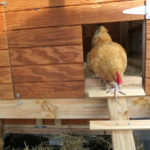 Chicken walks down ladder from hen house of large chicken coop