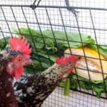 Three chickens eat vegetables and fruit out of a wall-mounted wedge feeder in a chicken coop