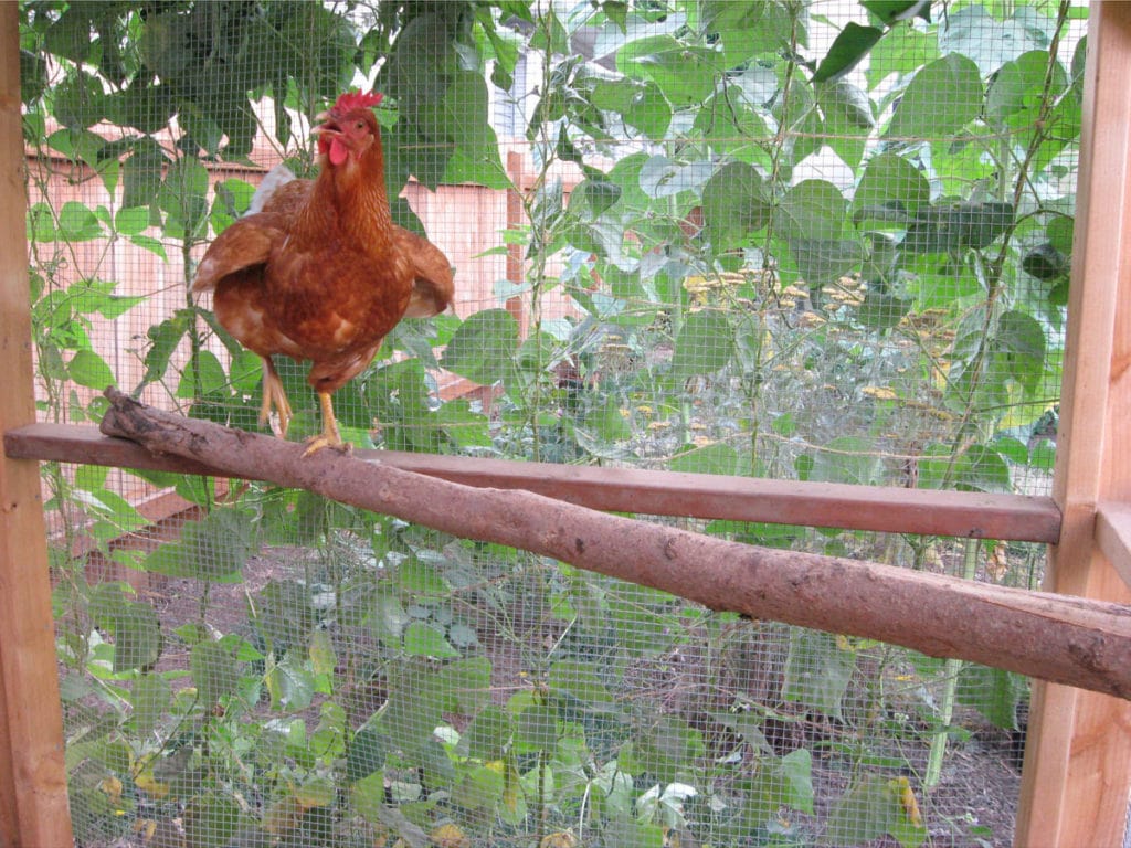 The Garden Coop WalkIn Chicken Coop Plans The Garden Coop