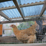 Two chickens in a covered chicken run