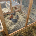 Five chickens scratch in deep litter in a secure chicken run