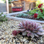 Succulents and flowers growing in garden bed atop chicken coop