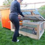Woman opens the lid of a chicken tunnel secure chicken run
