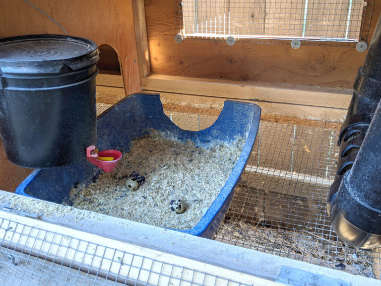 The Quail Hutch Backyard Quail Coop Plans The Garden Coop