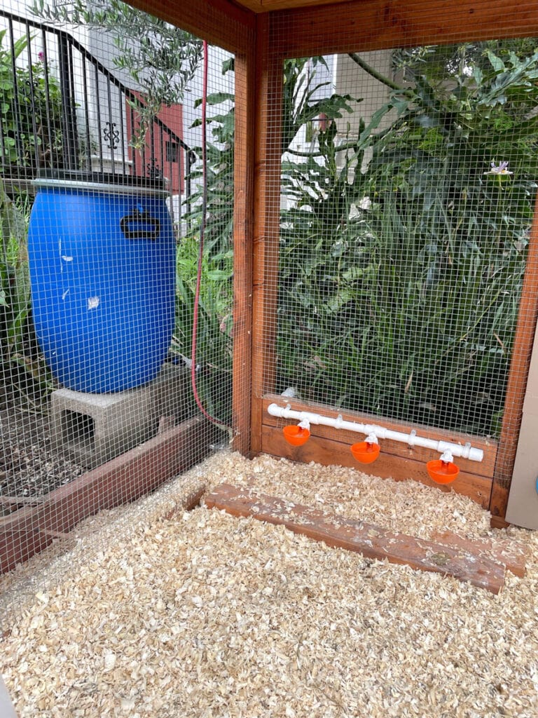 Chicken waterer cups attached to a PVC pipe in the run of an urban chicken coop
