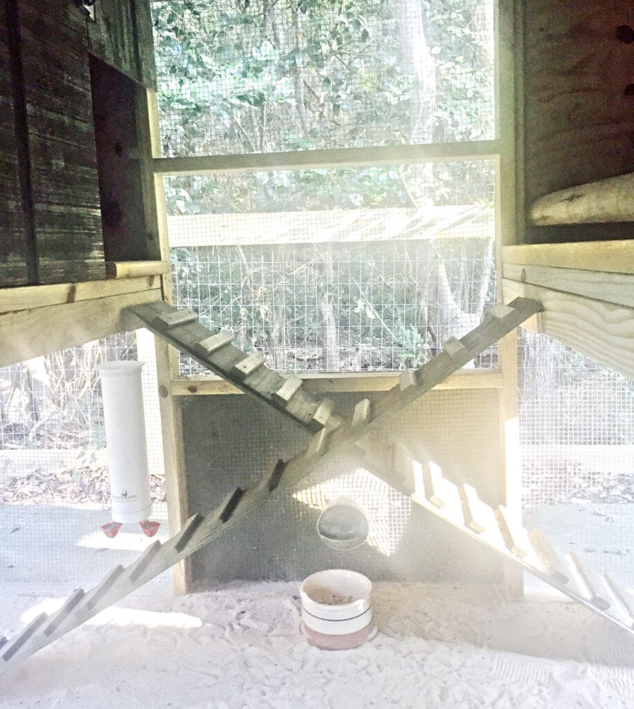 Chicken coop with two criss-crossing ladders