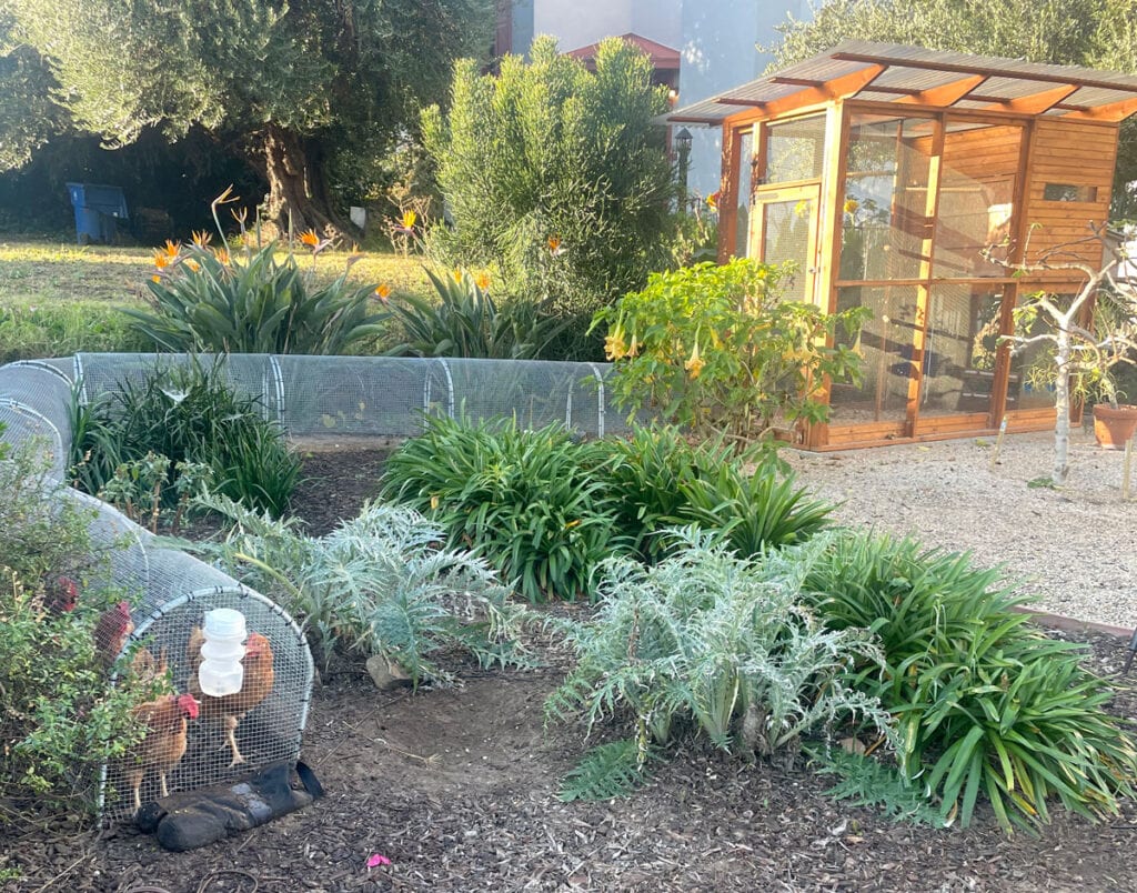 Backyard chickens graze in a secure wire tunnel called a chunnel
