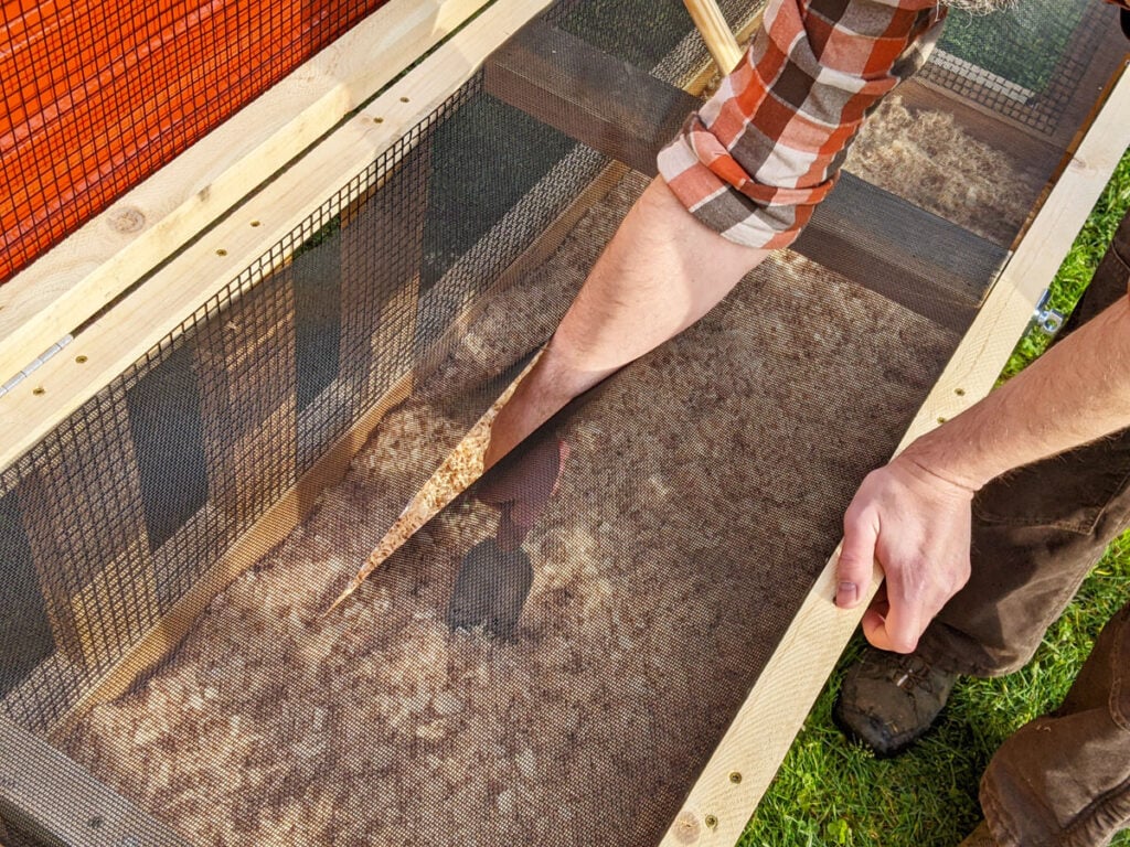 Quail keeper reaches into on ground quail coop to tend to the deep litter