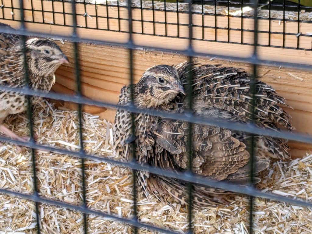Coturnix quail nests inside backyard coop built with black hardware cloth for visibility