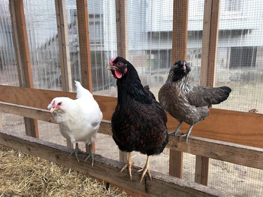 Tres gallinas en su percha dentro de un gallinero acondicionado para el invierno